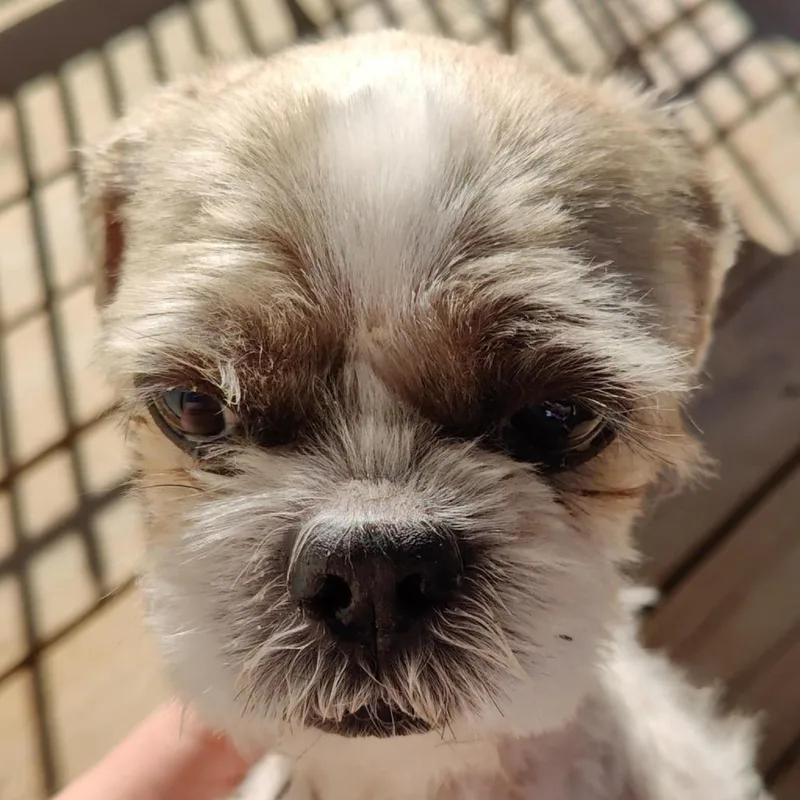 Mr. Sammy thumbnail 4