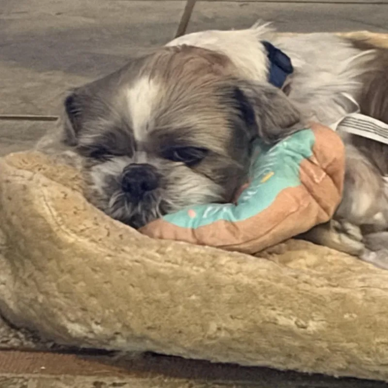 Mr. Sammy thumbnail 5