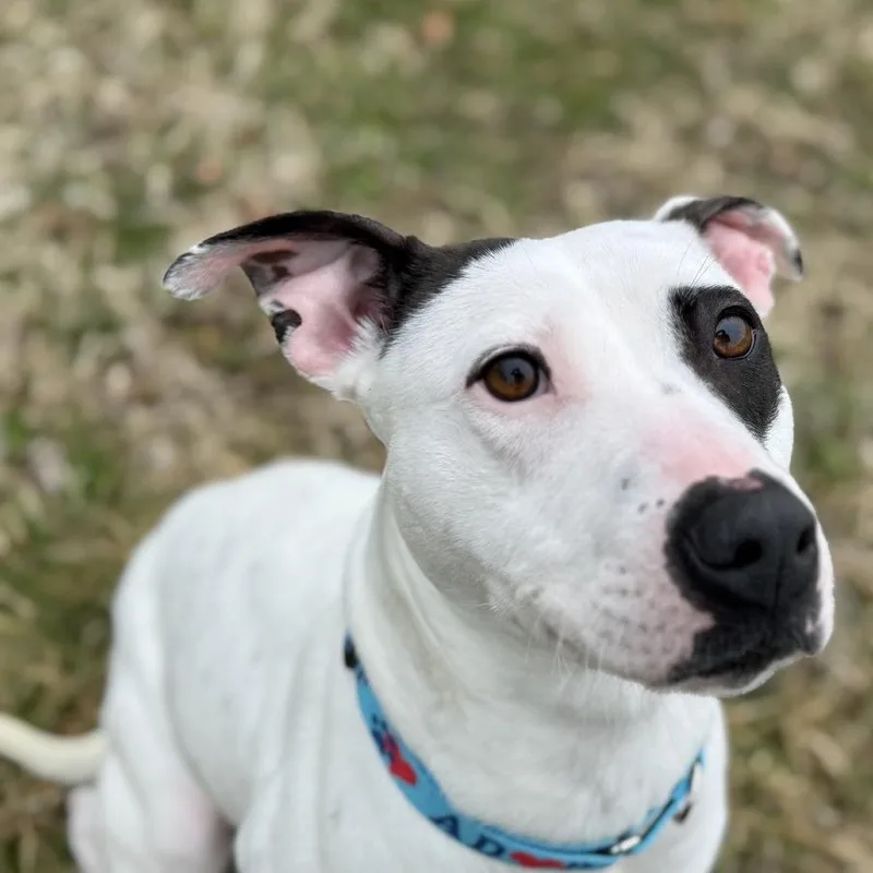 Freckles thumbnail 6