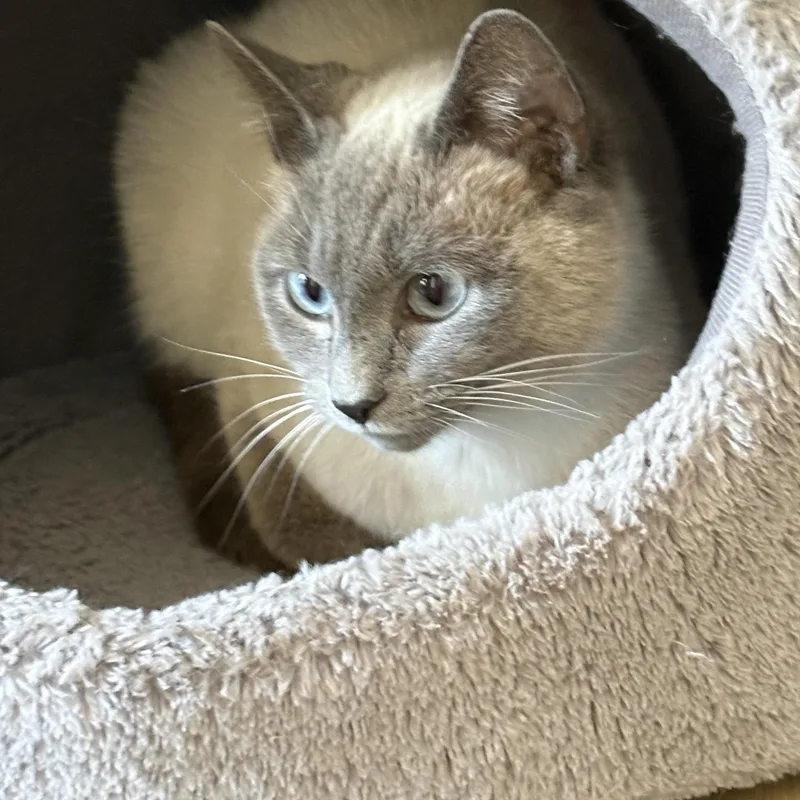 Sweet Crystal thumbnail 2