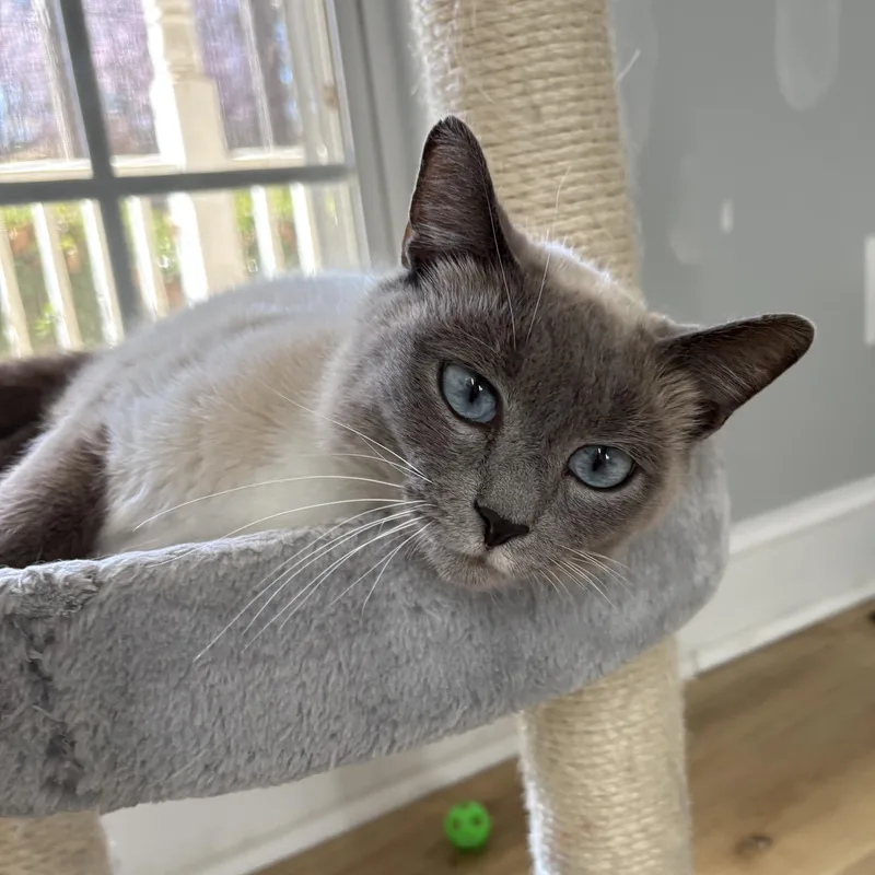 Sweet Crystal thumbnail 3