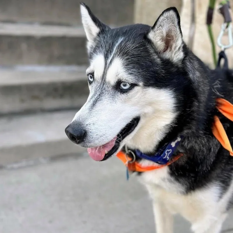 Sir Walter thumbnail 3