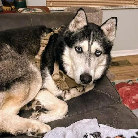 Sir Walter thumbnail 4