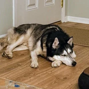 Sir Walter thumbnail 5