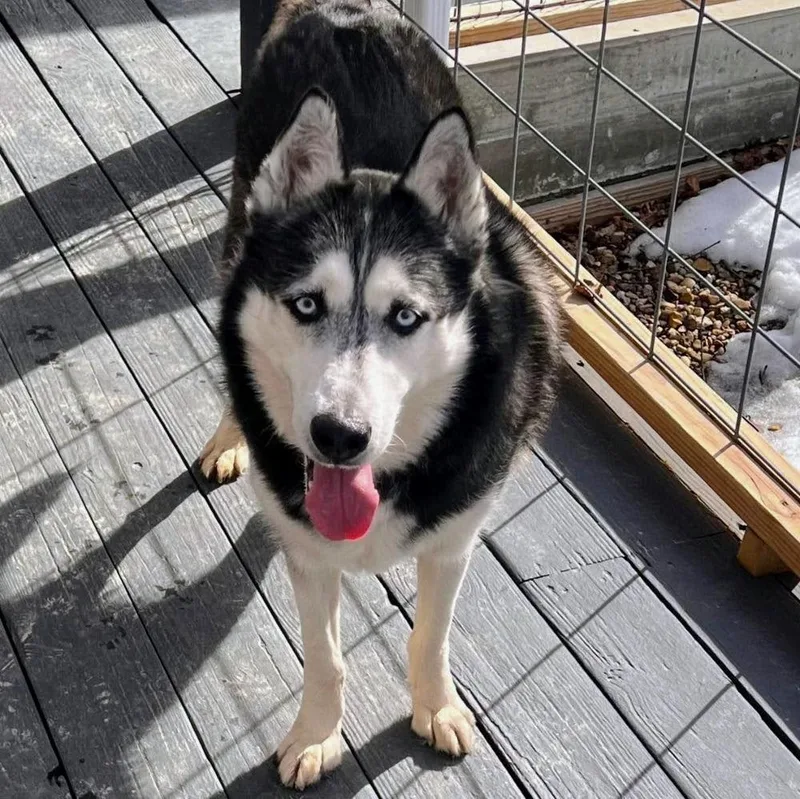 Sir Walter thumbnail 6