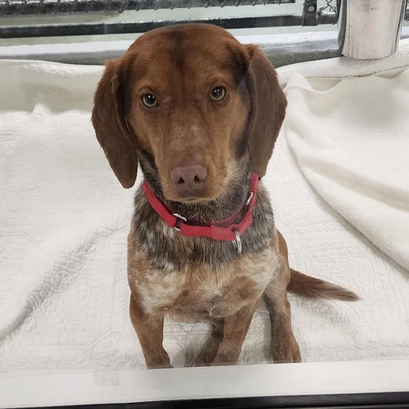 Beauregard thumbnail 2