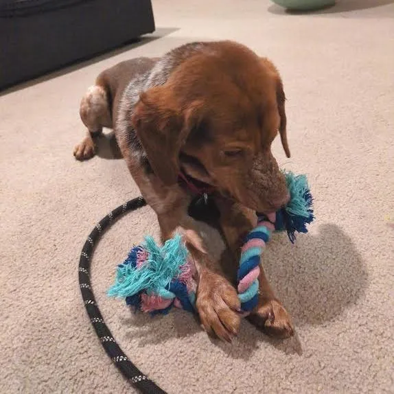 Beauregard thumbnail 3