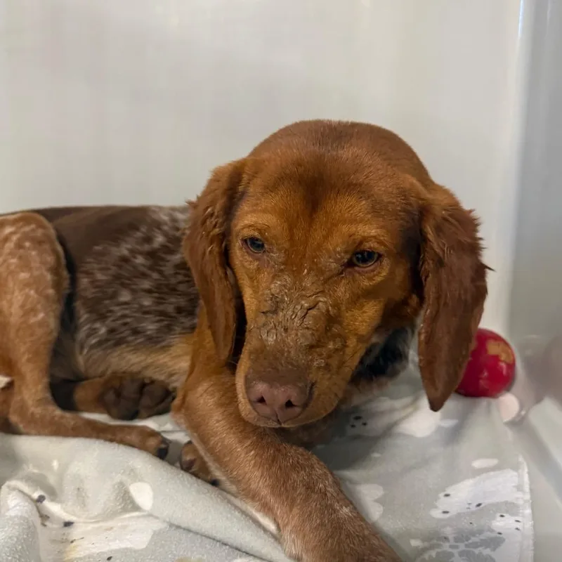 Beauregard thumbnail 5