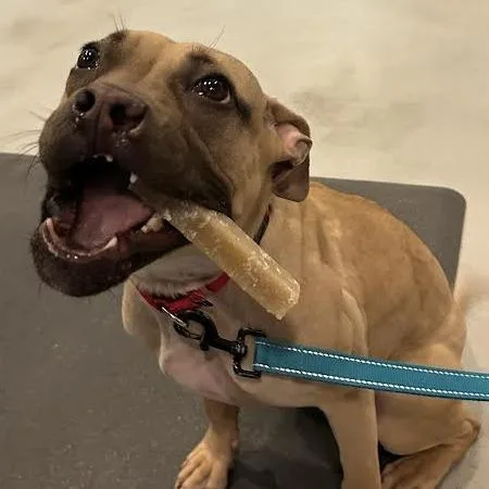 Lola Bunnie thumbnail 3