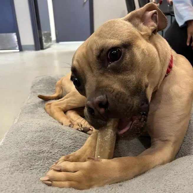 Lola Bunnie thumbnail 4