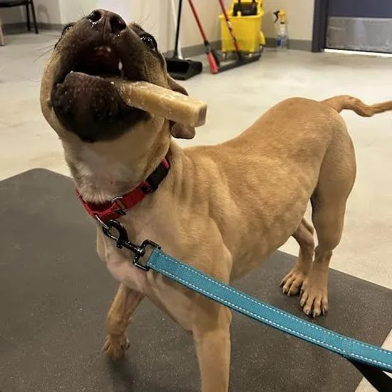 Lola Bunnie thumbnail 5