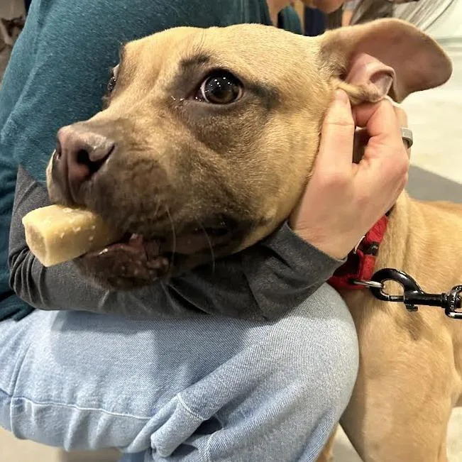 Lola Bunnie thumbnail 6