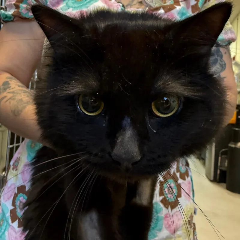 Plate Lickin Chicken Fried