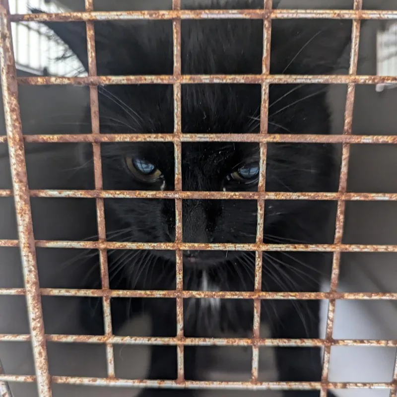 Plate Lickin Chicken Fried thumbnail 2