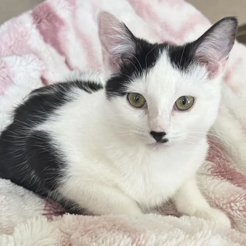 Pepsi Lagiglia thumbnail 2