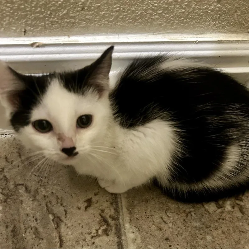 Pepsi Lagiglia thumbnail 3