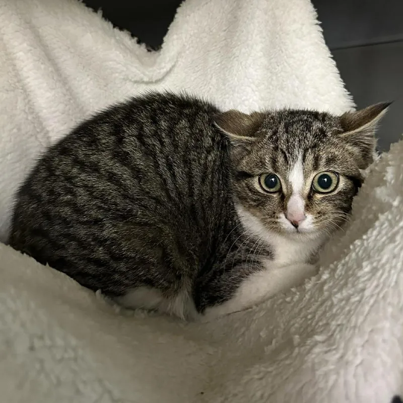 Owl Valdez thumbnail 2