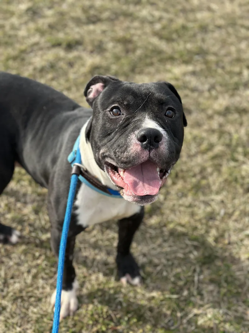 Mandrake thumbnail 2