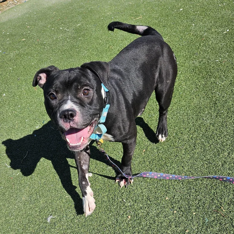 Mandrake thumbnail 3