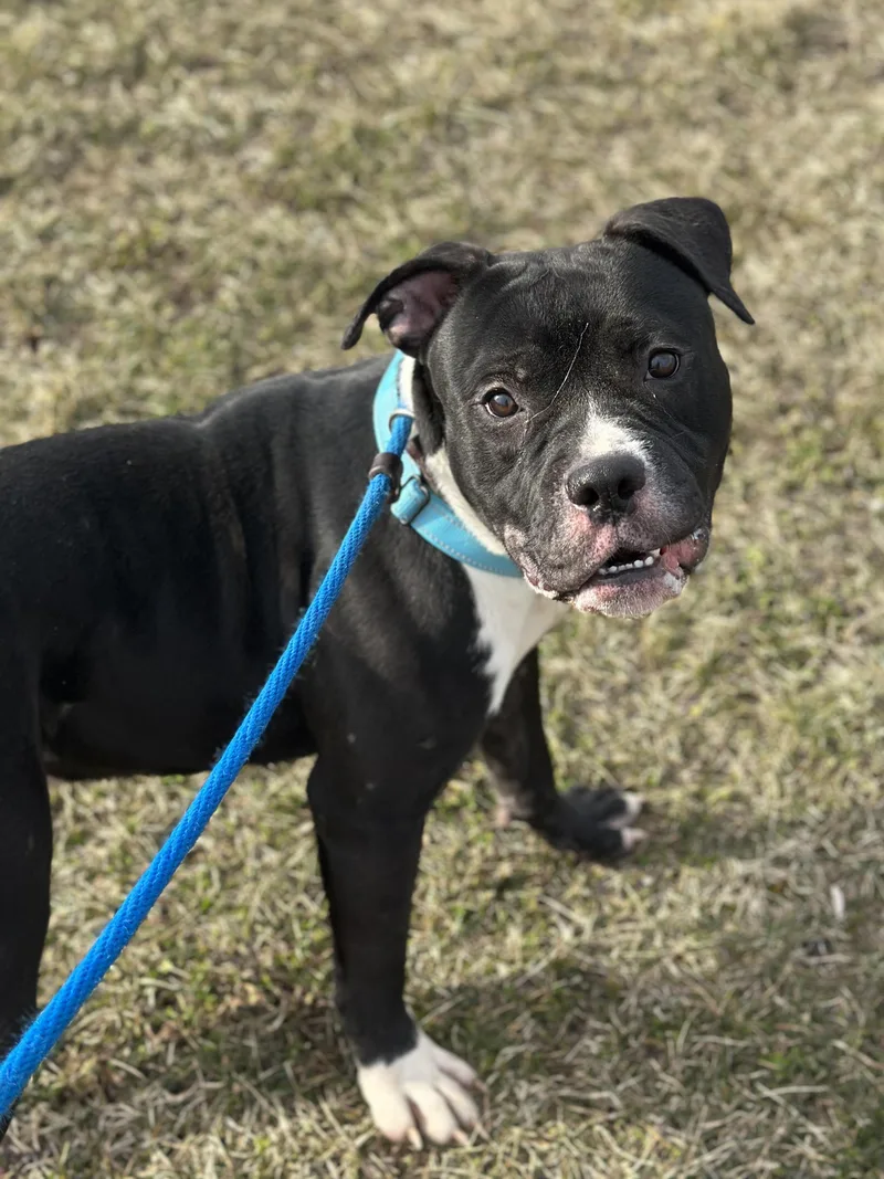 Mandrake thumbnail 4