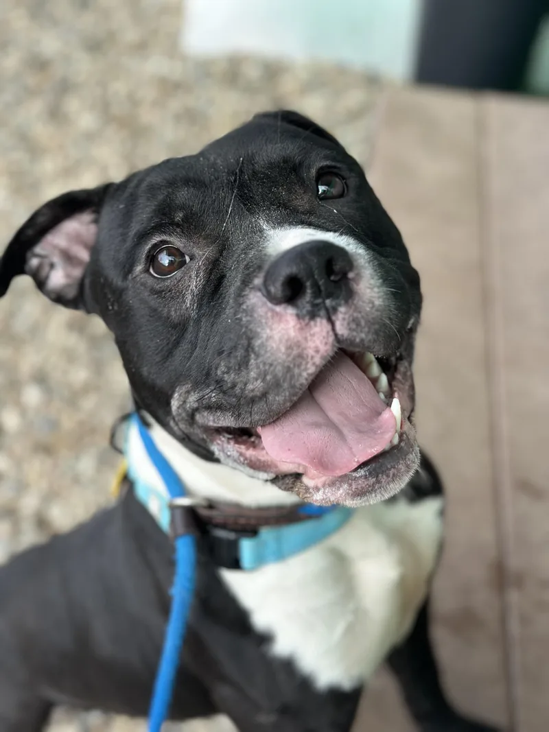 Mandrake thumbnail 5