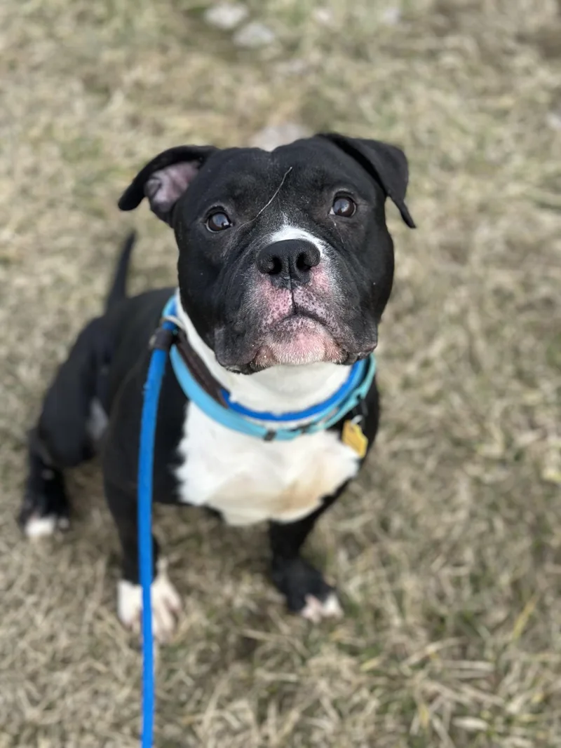 Mandrake thumbnail 6