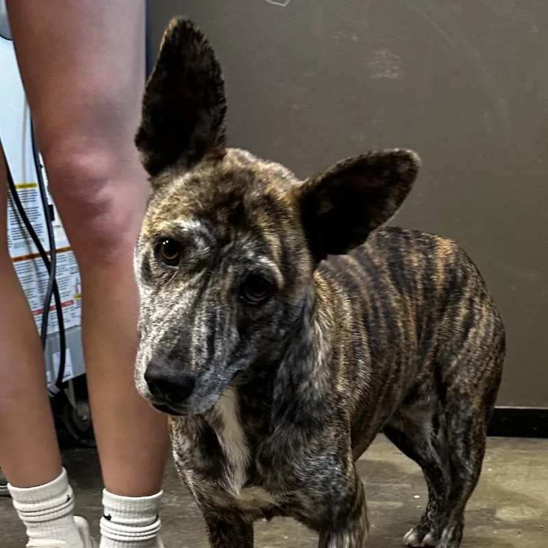 Princess thumbnail 2