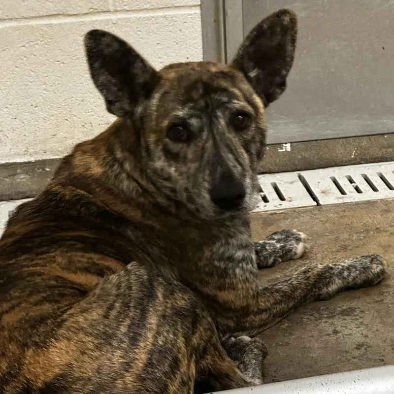 Princess thumbnail 4