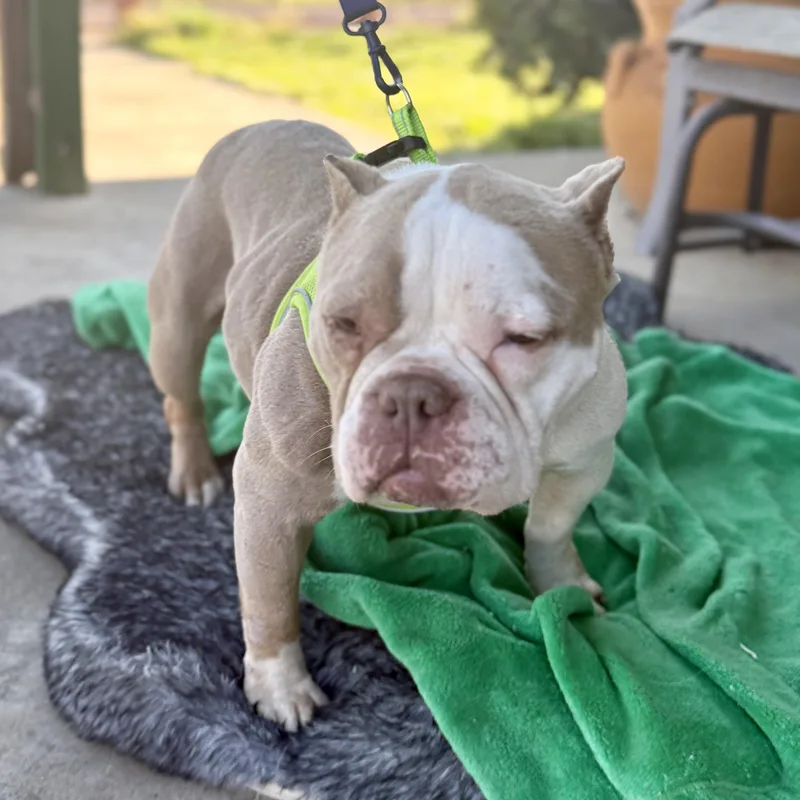 Penelope thumbnail 2