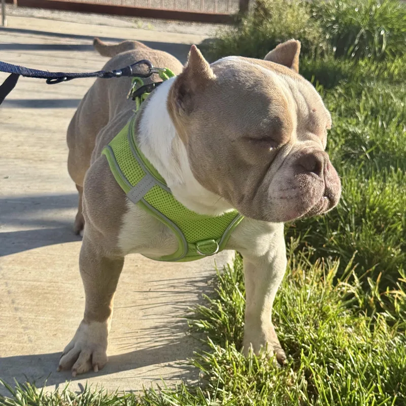 Penelope thumbnail 3