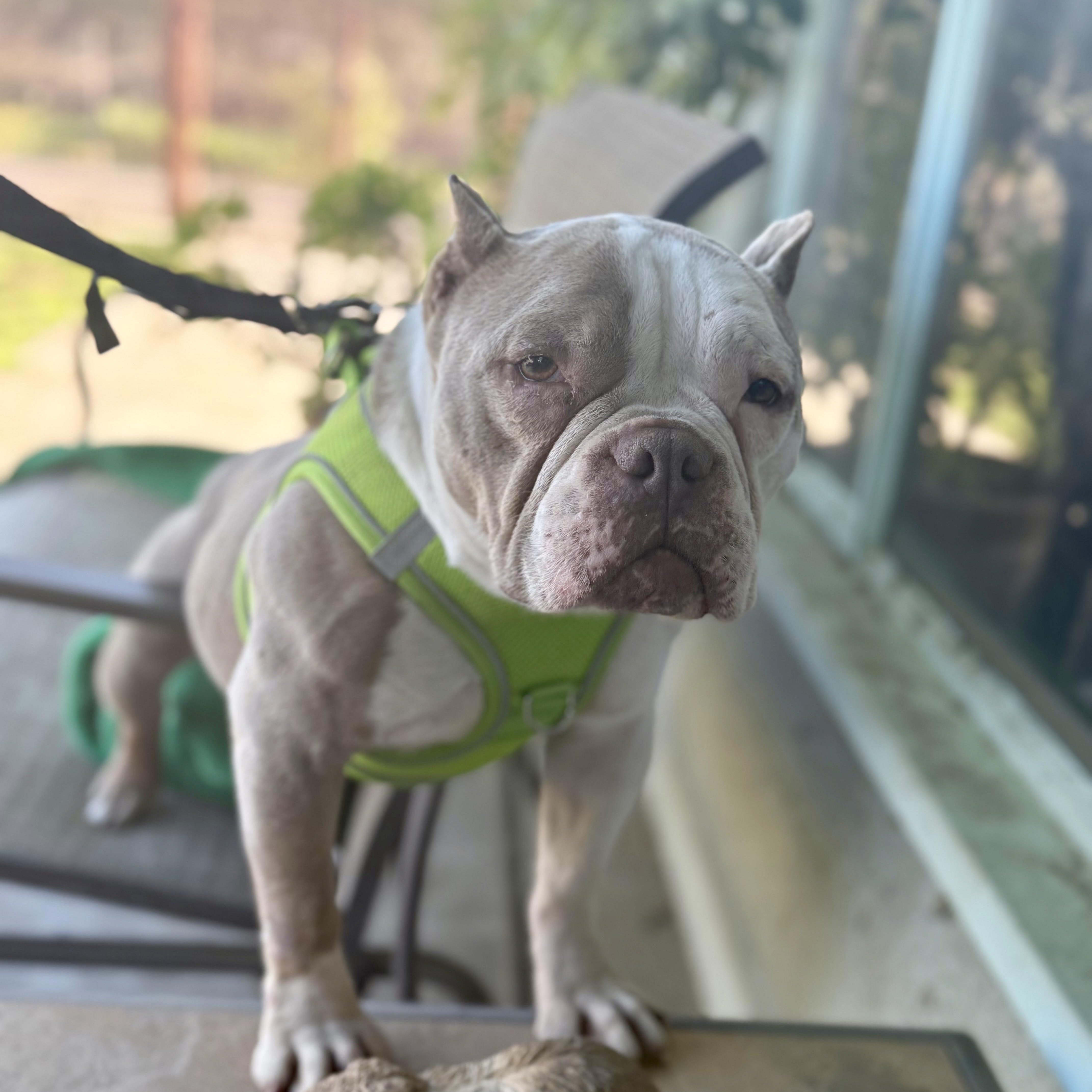 Penelope thumbnail 4