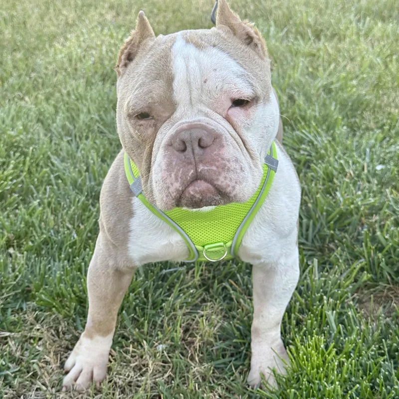 Penelope thumbnail 5