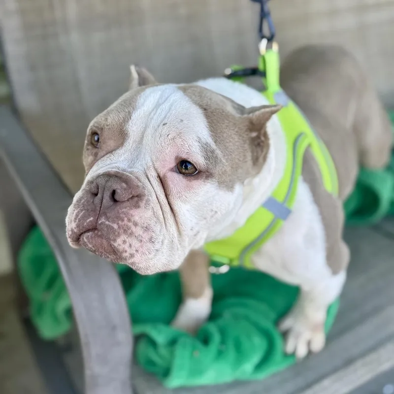 Penelope thumbnail 6