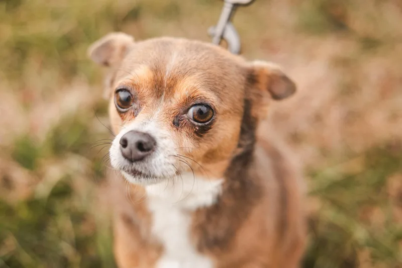 Teddy  Transport thumbnail 2