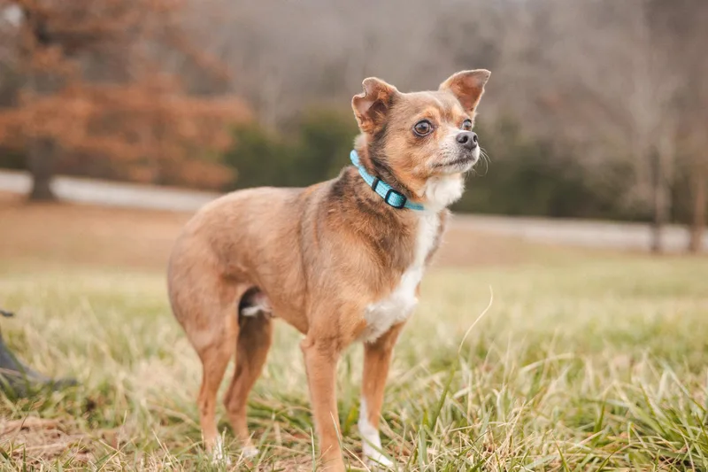 Teddy  Transport thumbnail 4