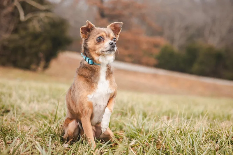 Teddy  Transport thumbnail 5