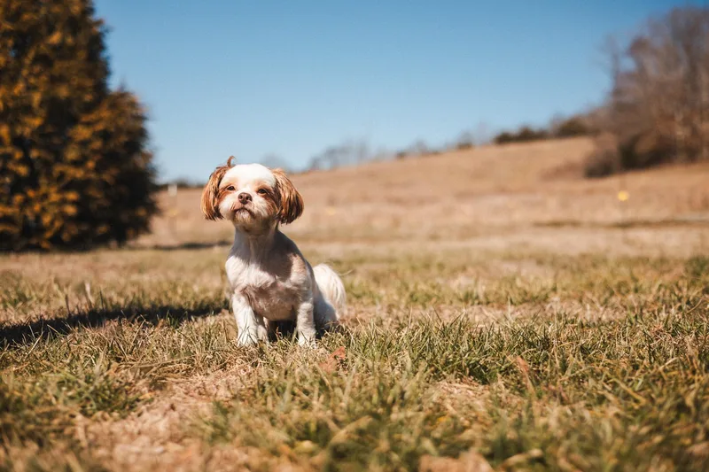 Toshi  Transport thumbnail 2