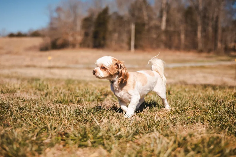 Toshi  Transport thumbnail 3