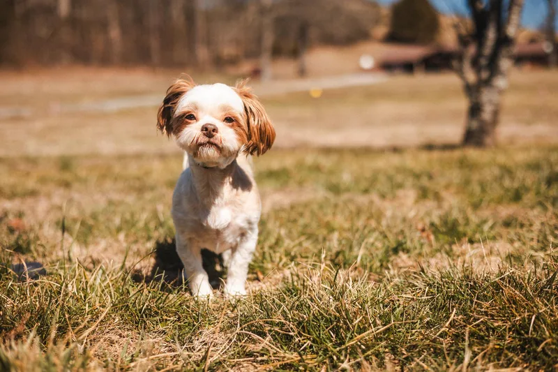 Toshi  Transport thumbnail 4