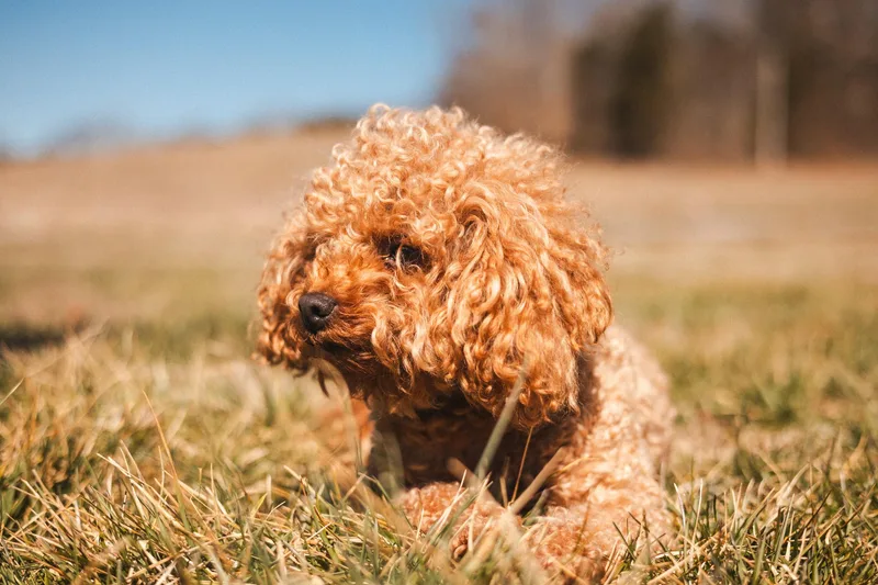 Benny  Transport thumbnail 4