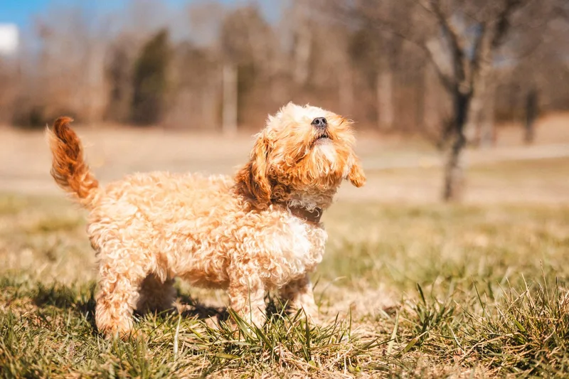 Danny Boy thumbnail 3