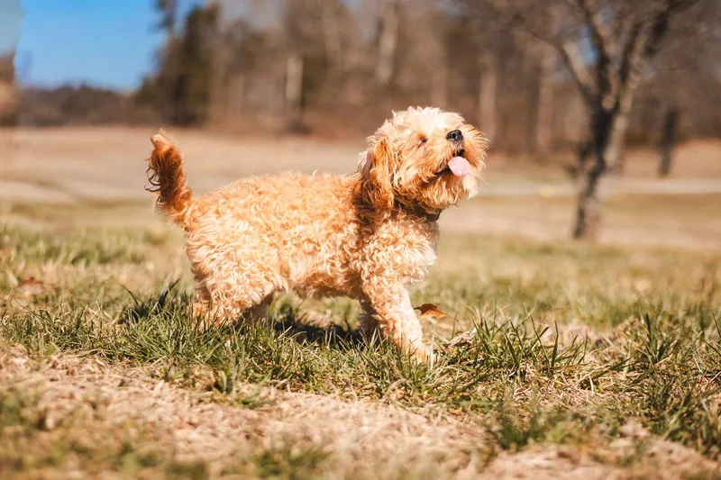 Danny Boy thumbnail 4