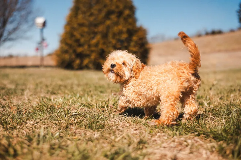 Danny Boy  Transport thumbnail 3