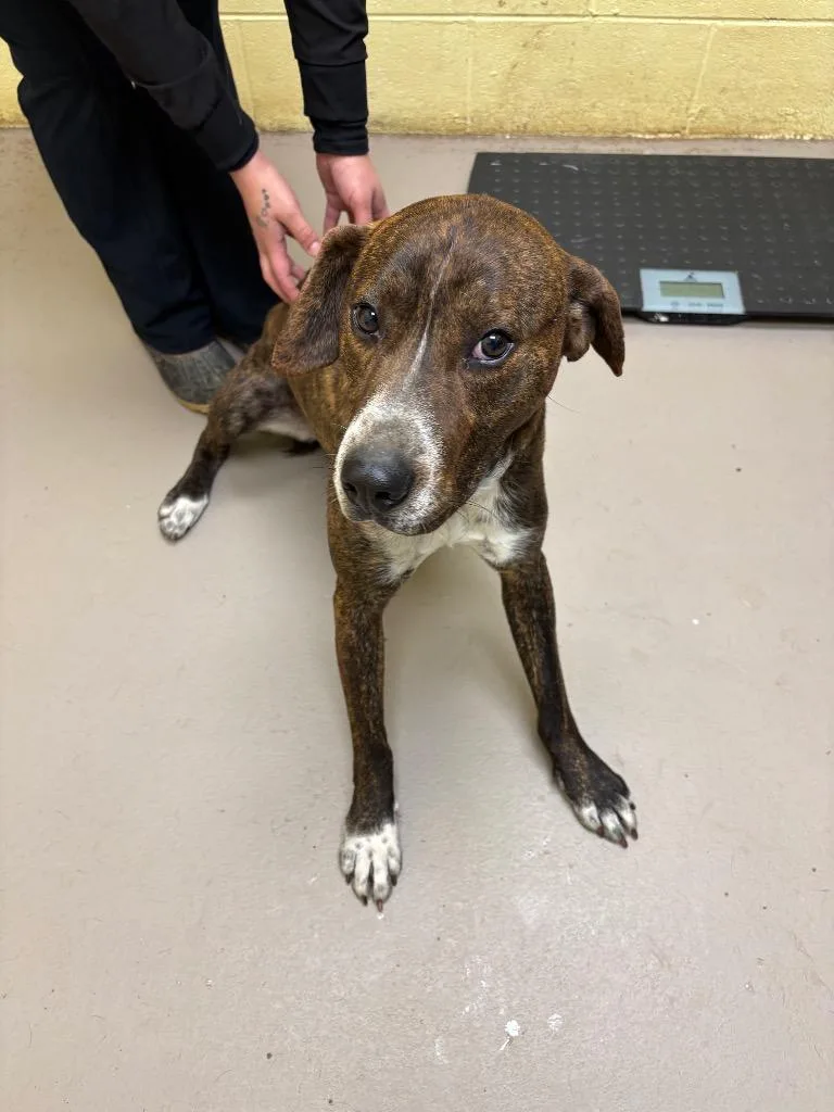 Hungry Jack Biscuit thumbnail 2