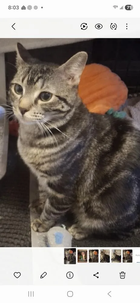 Handsome Harvey Fka Mew