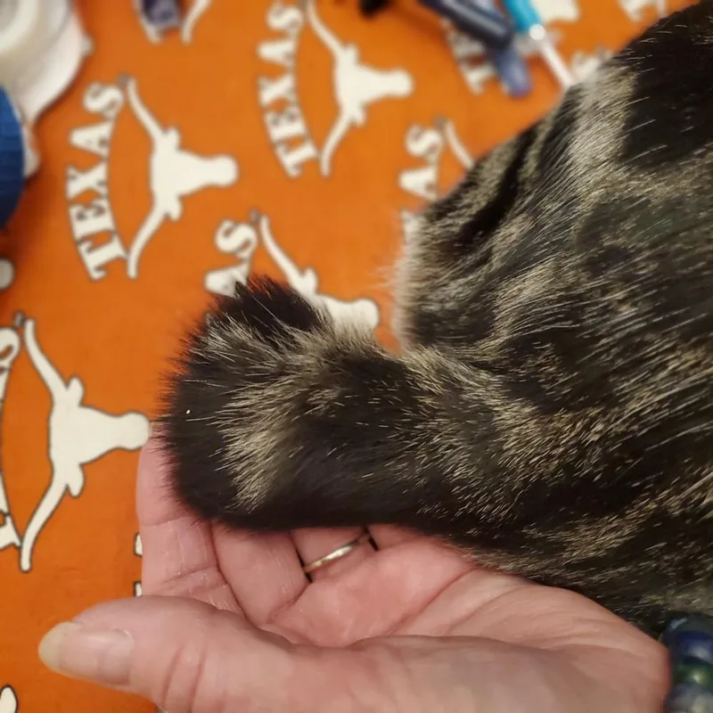 Handsome Harvey Fka Mew thumbnail 3