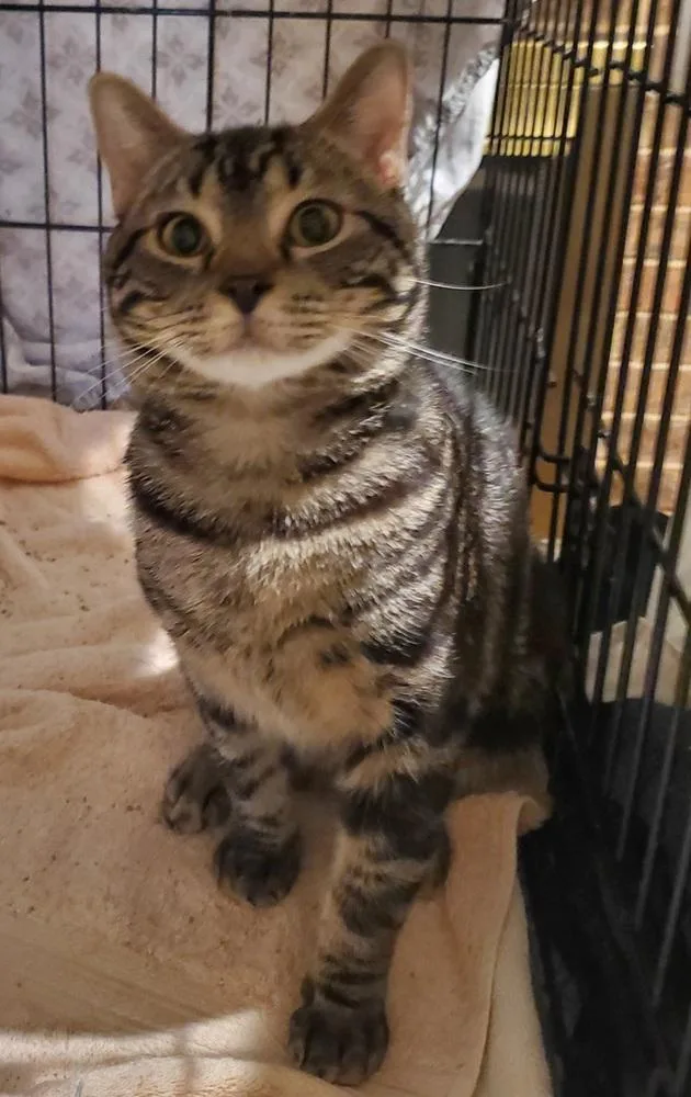 Handsome Harvey Fka Mew thumbnail 5