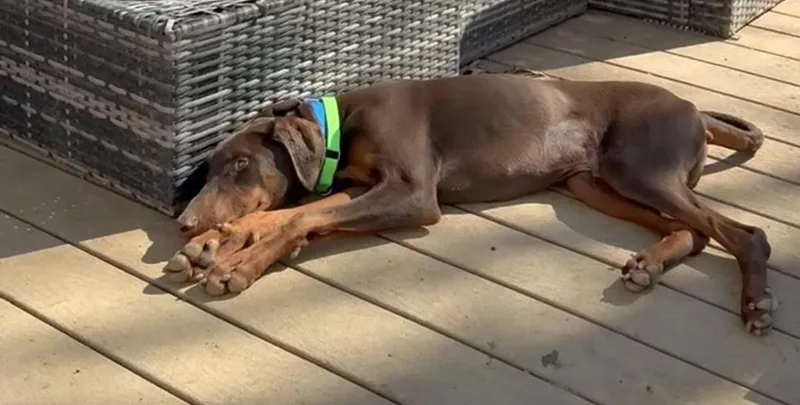 Sebastian thumbnail 3