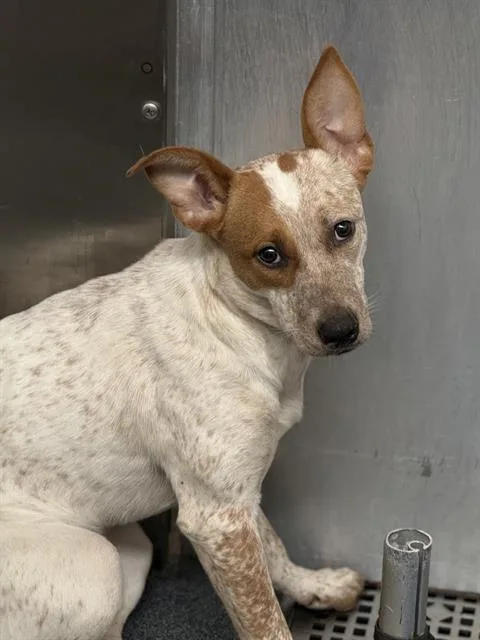 A young medium-sized female Mixed Breed dog named Alice for adoption in Dallas, TX