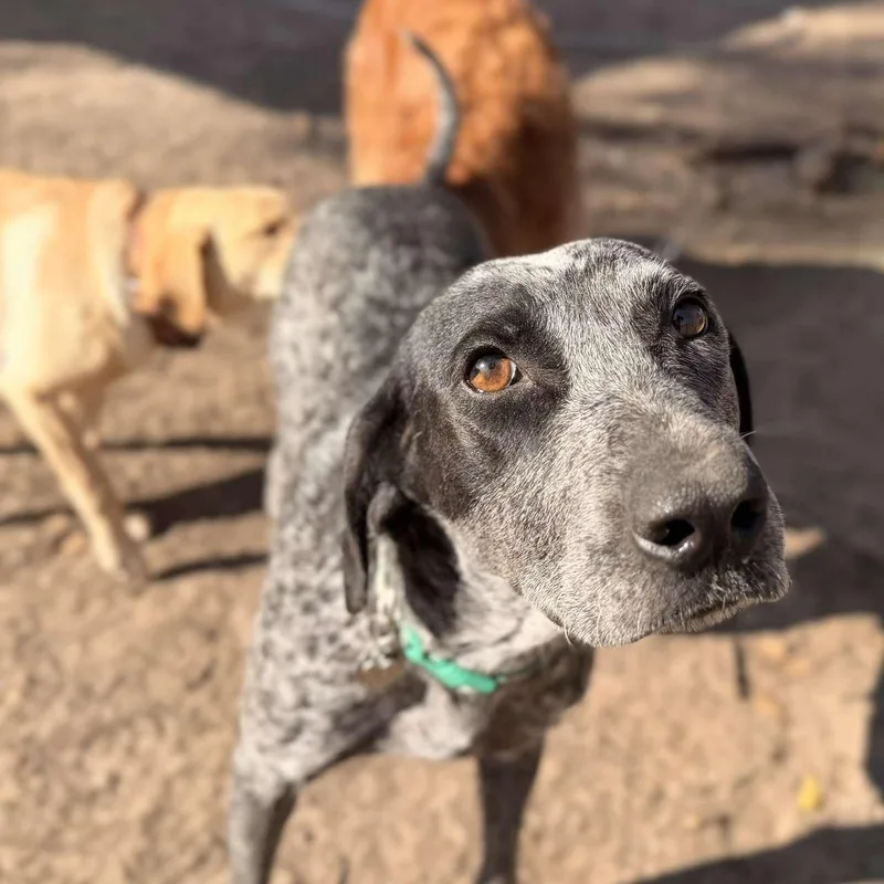 Daisy Bee thumbnail 2